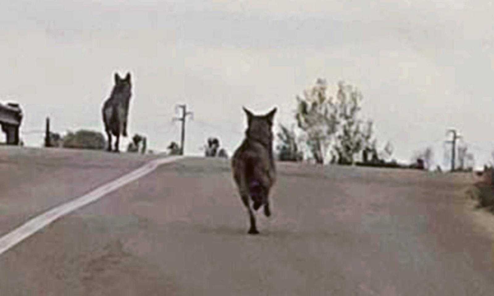 "In Polesine sono tornati i lupi: bisogna agire"