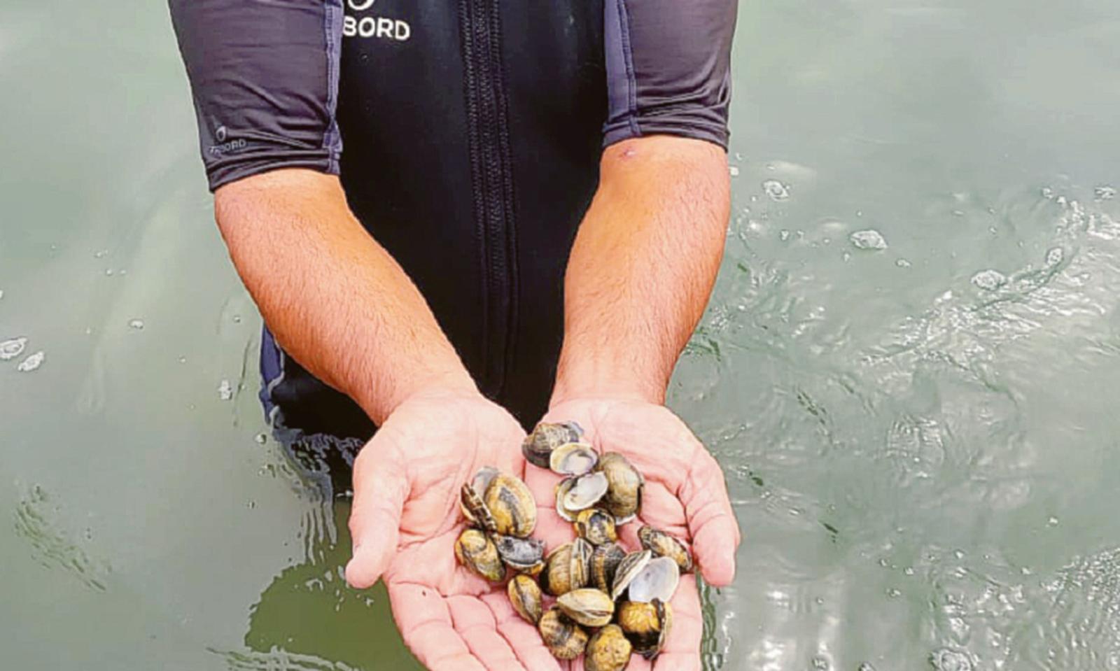 E' strage di vongole, economia in crisi