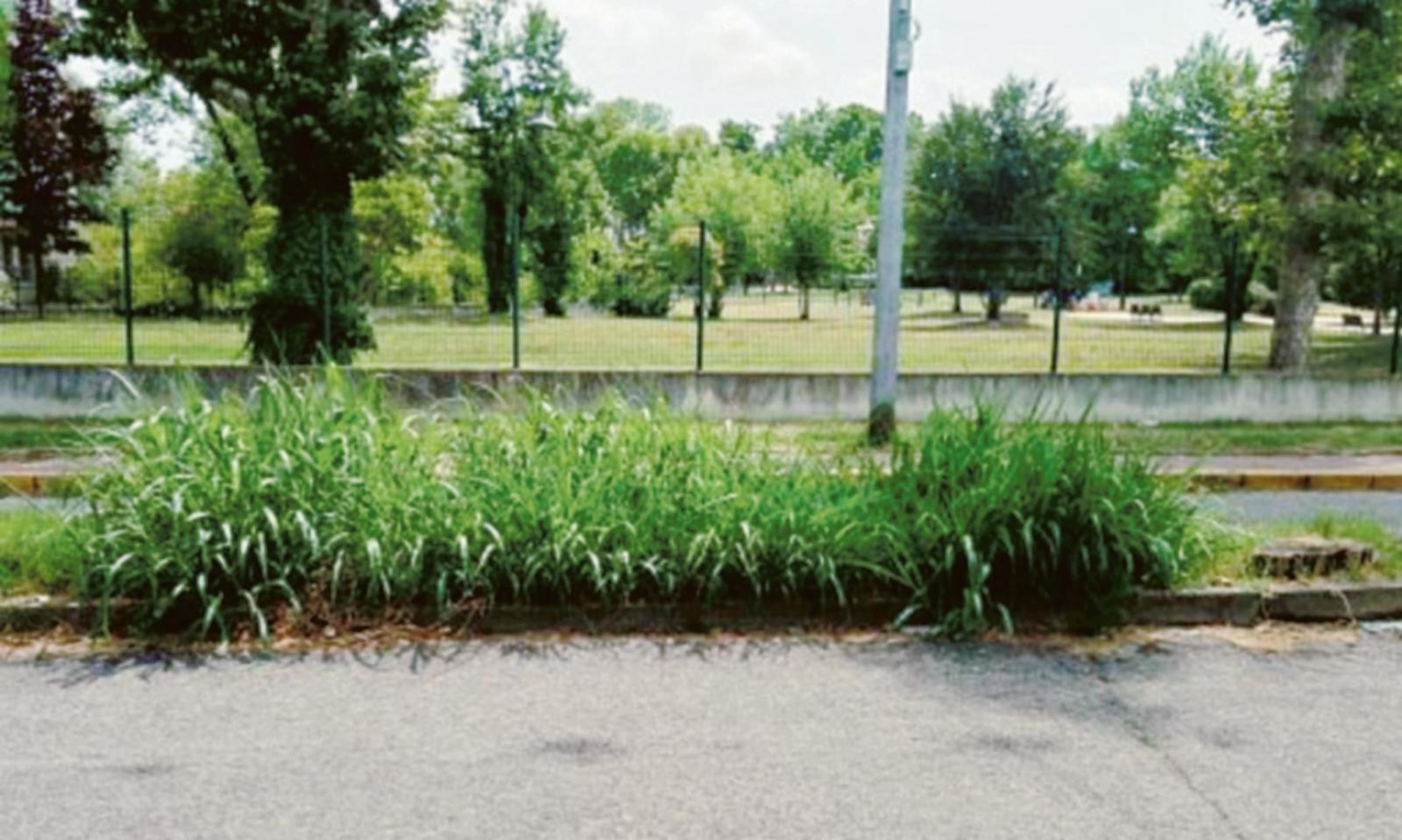 "Viale Europa lasciato nel degrado"