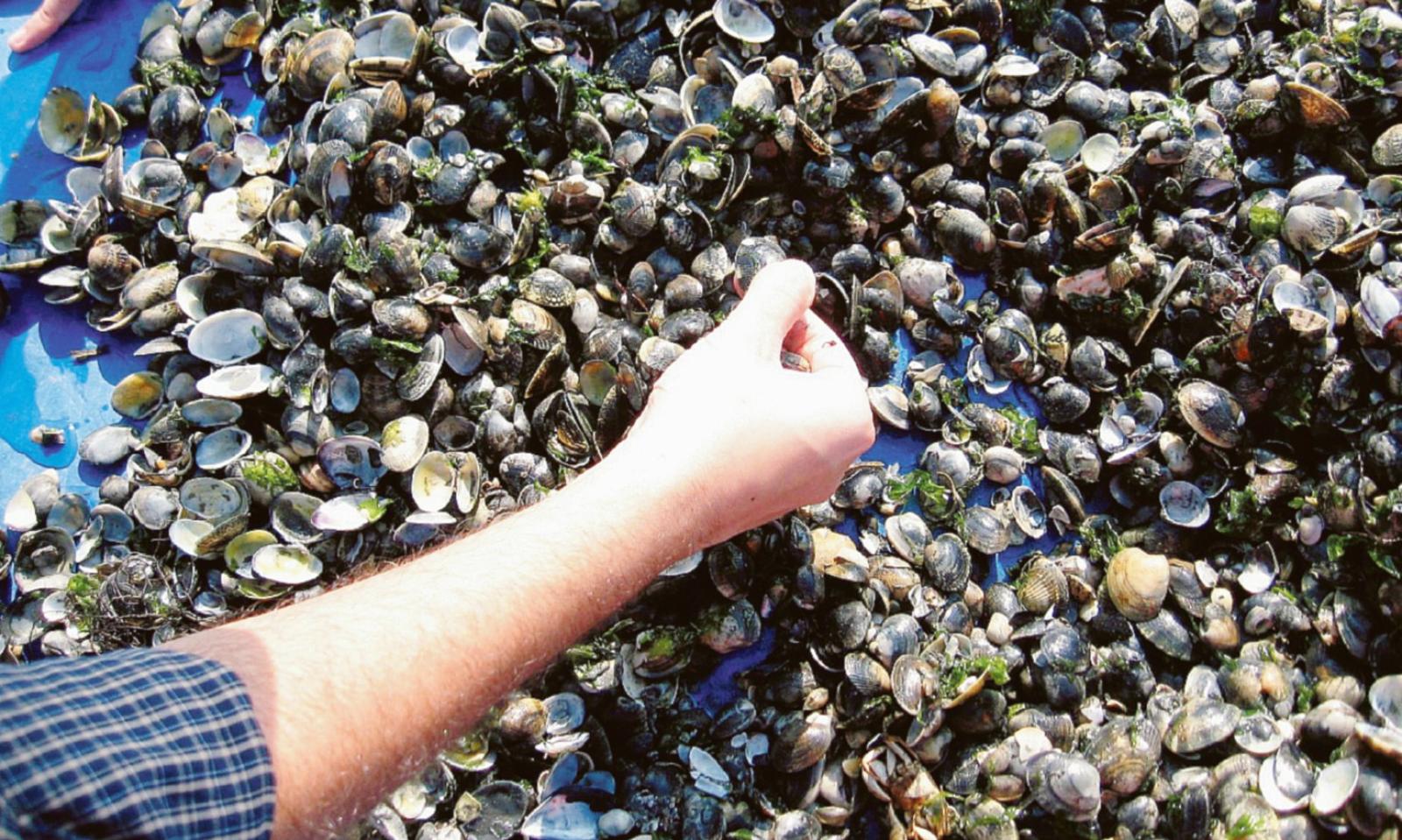 La moria di vongole non si ferma: trema tutto il settore