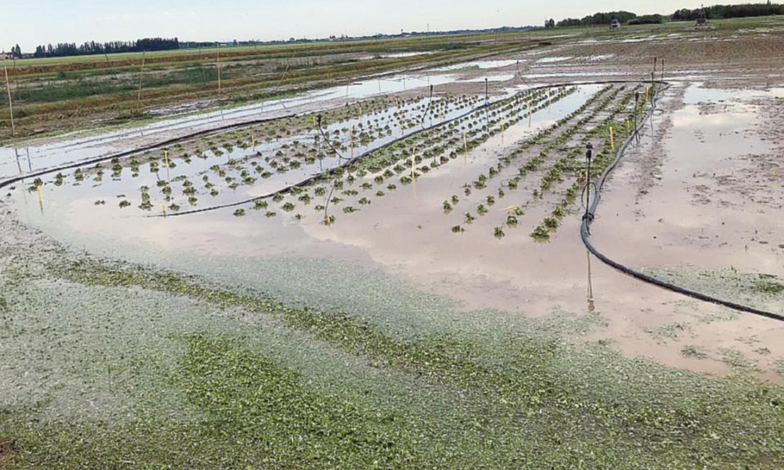 Risaie devastate, &ldquo;c&rsquo;&egrave; chi ha perso tutto&rdquo;