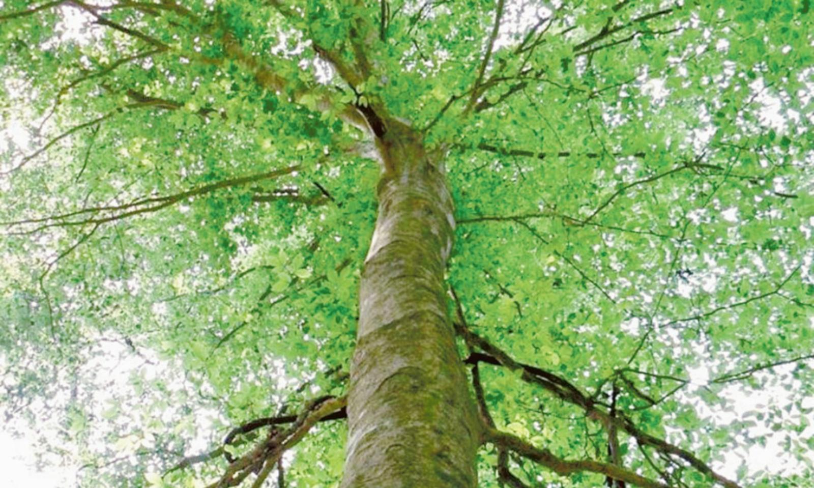 &ldquo;Alberi, serve un regolamento per difenderli"