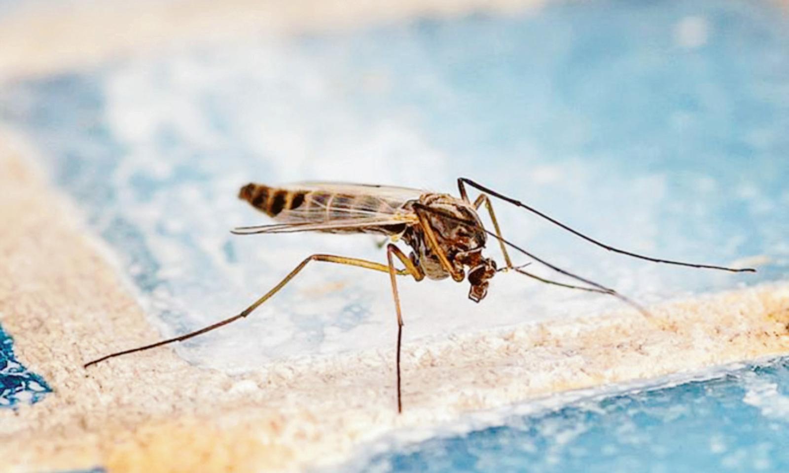 Il West Nile torna anche in Polesine