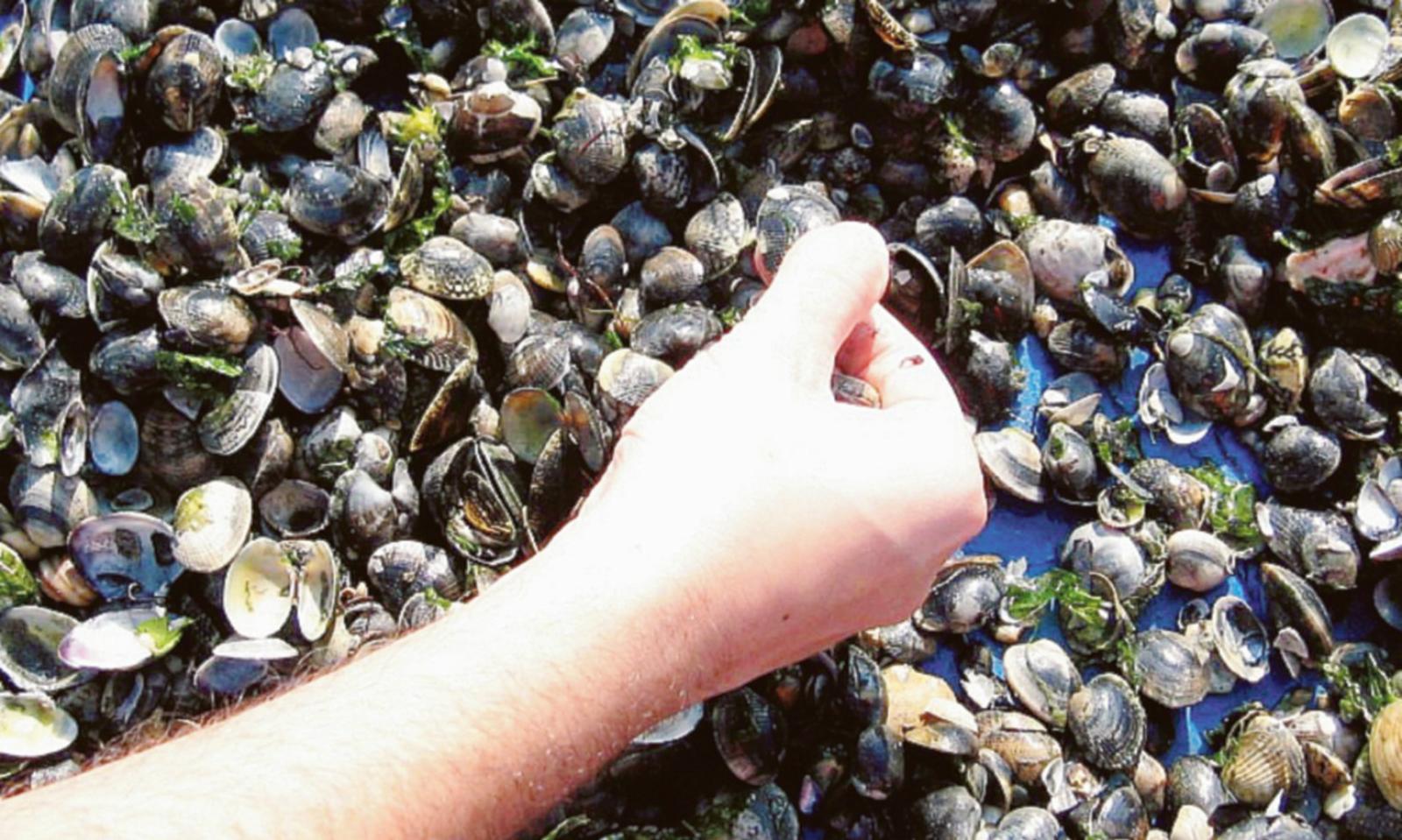 Pure le vongole boccheggiano: rischio moria devastante