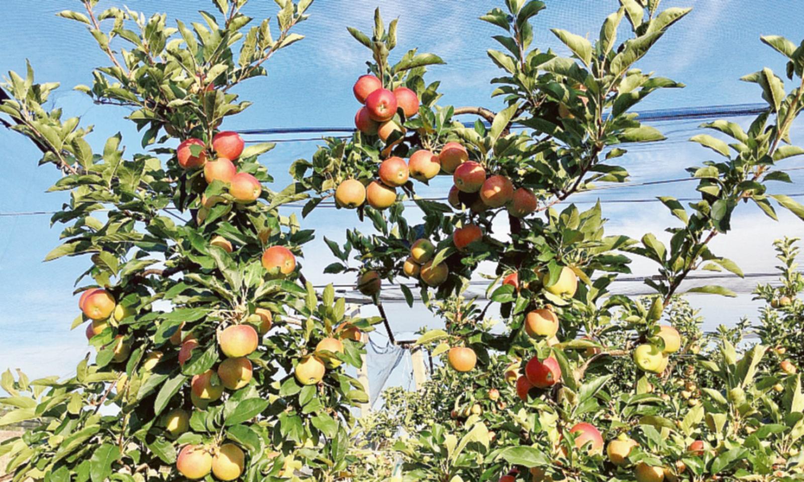 Il secco fa impallidire le mele