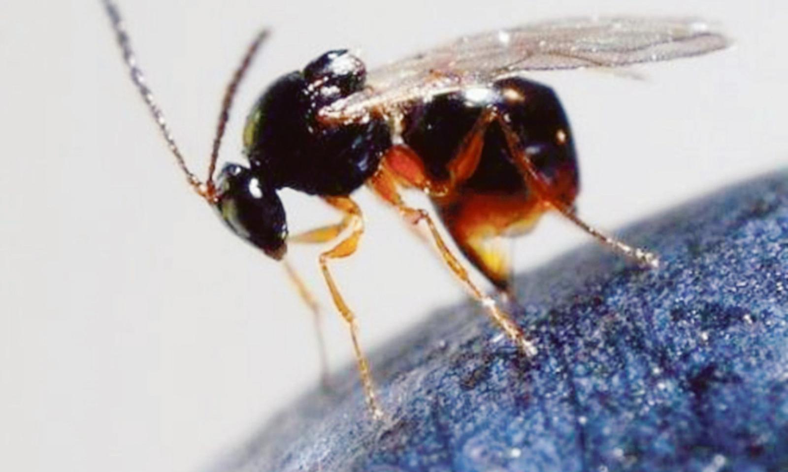 Arriva la vespa che mangia i parassiti