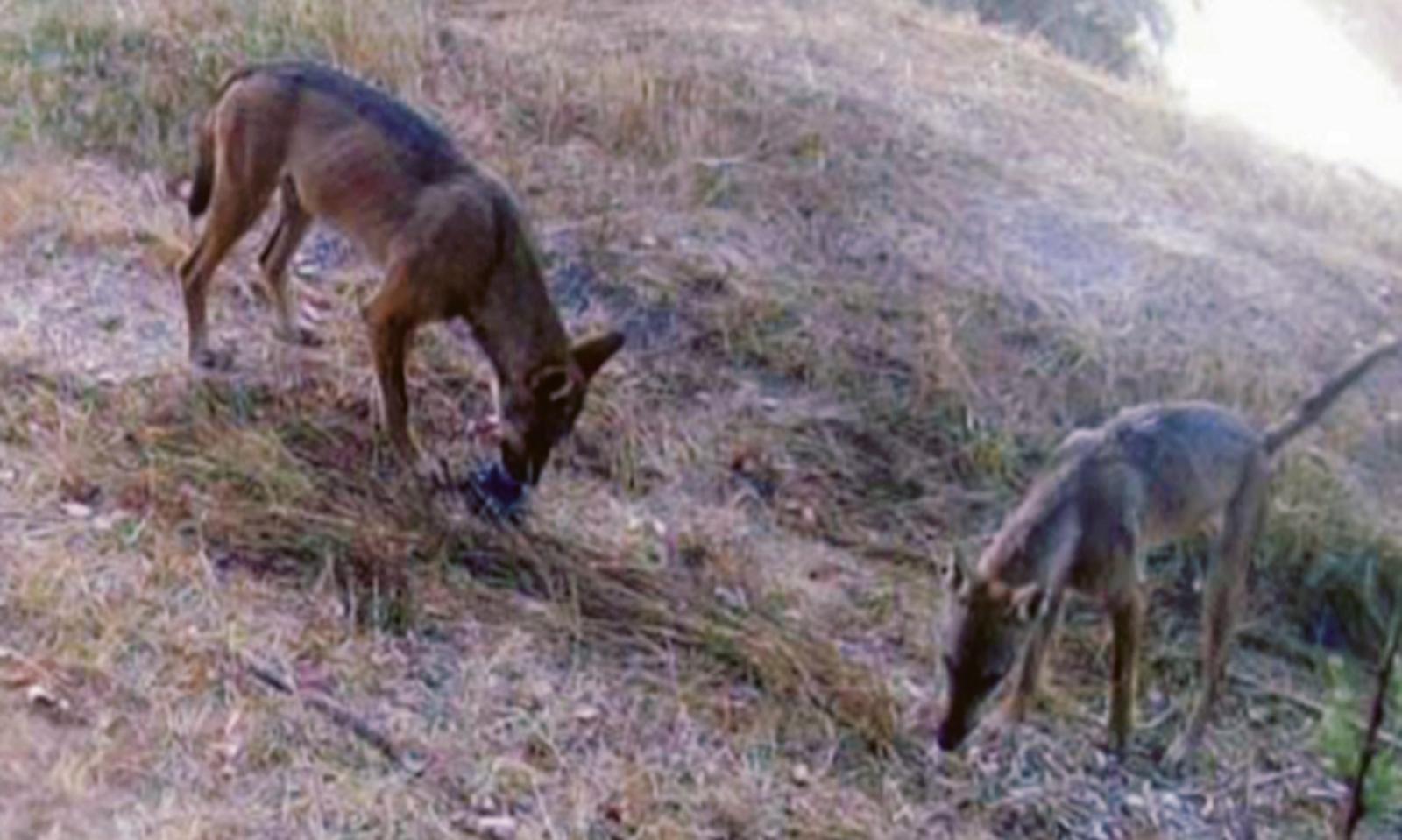 Ufficiale: nel Delta ci sono i lupi. Triplo avvistamento
