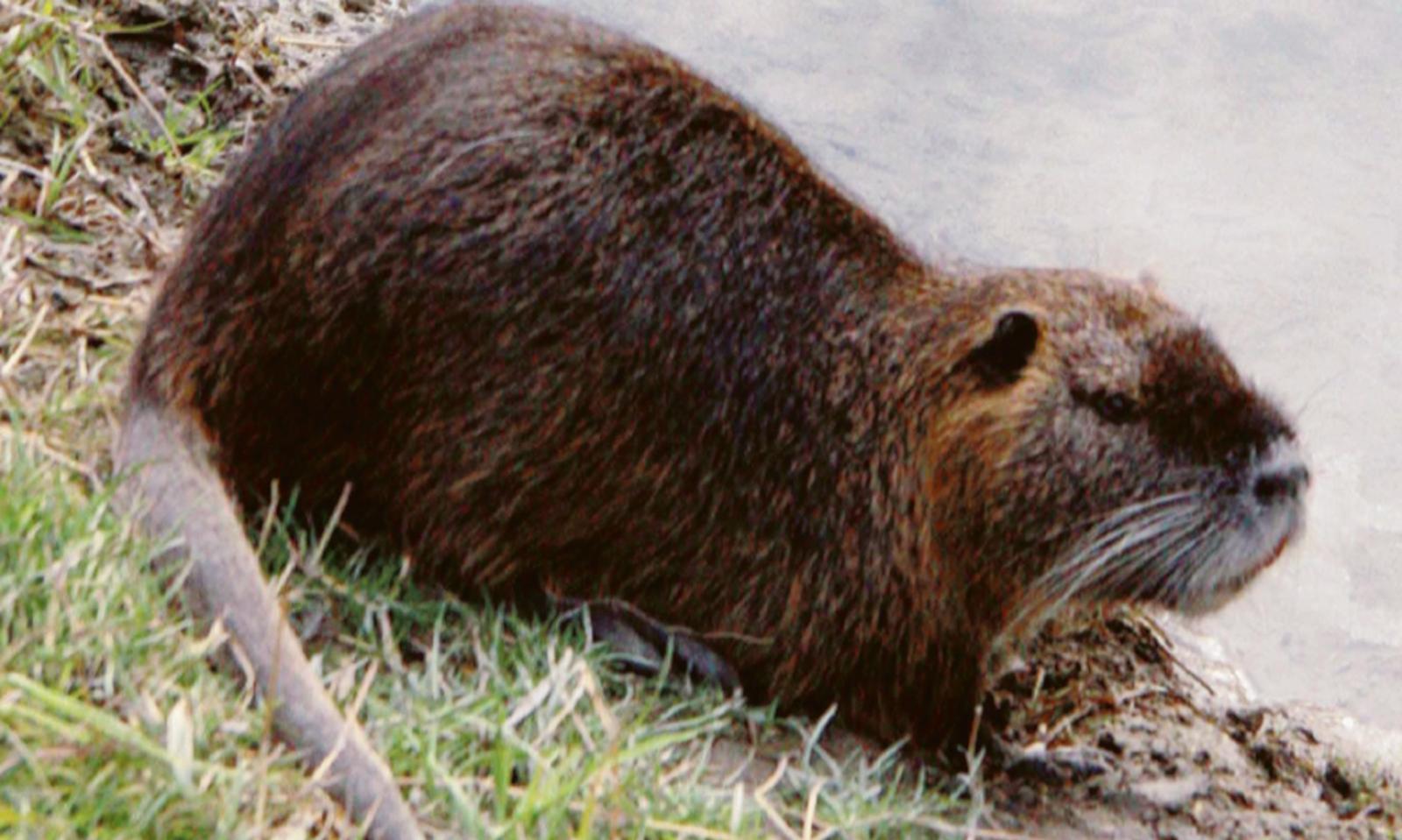 Emergenza nutrie: "Danni ad almeno 100 aziende agricole"
