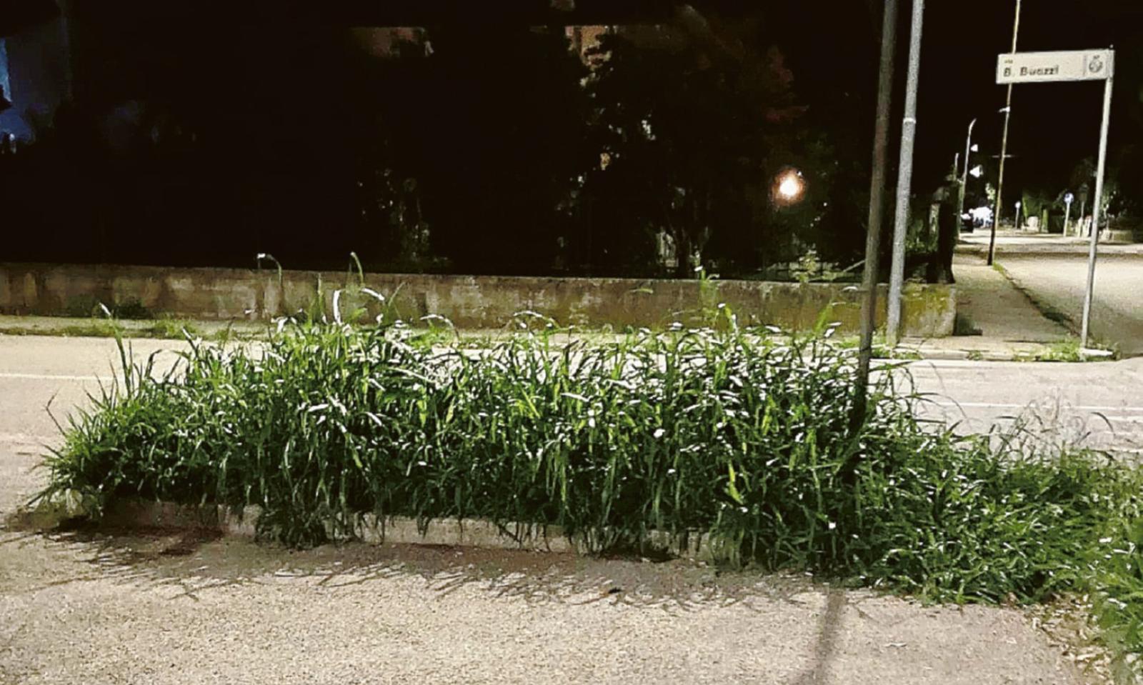 Erba alta, scoppia la protesta