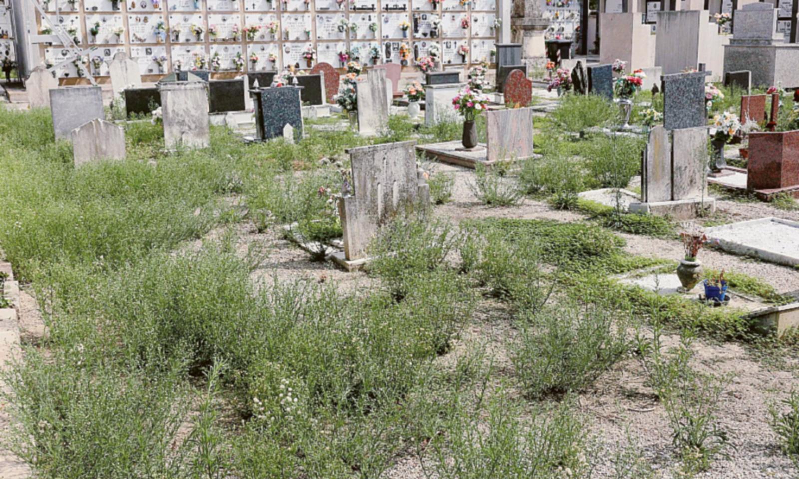 &ldquo;Cimitero invaso da erbacce&rdquo;