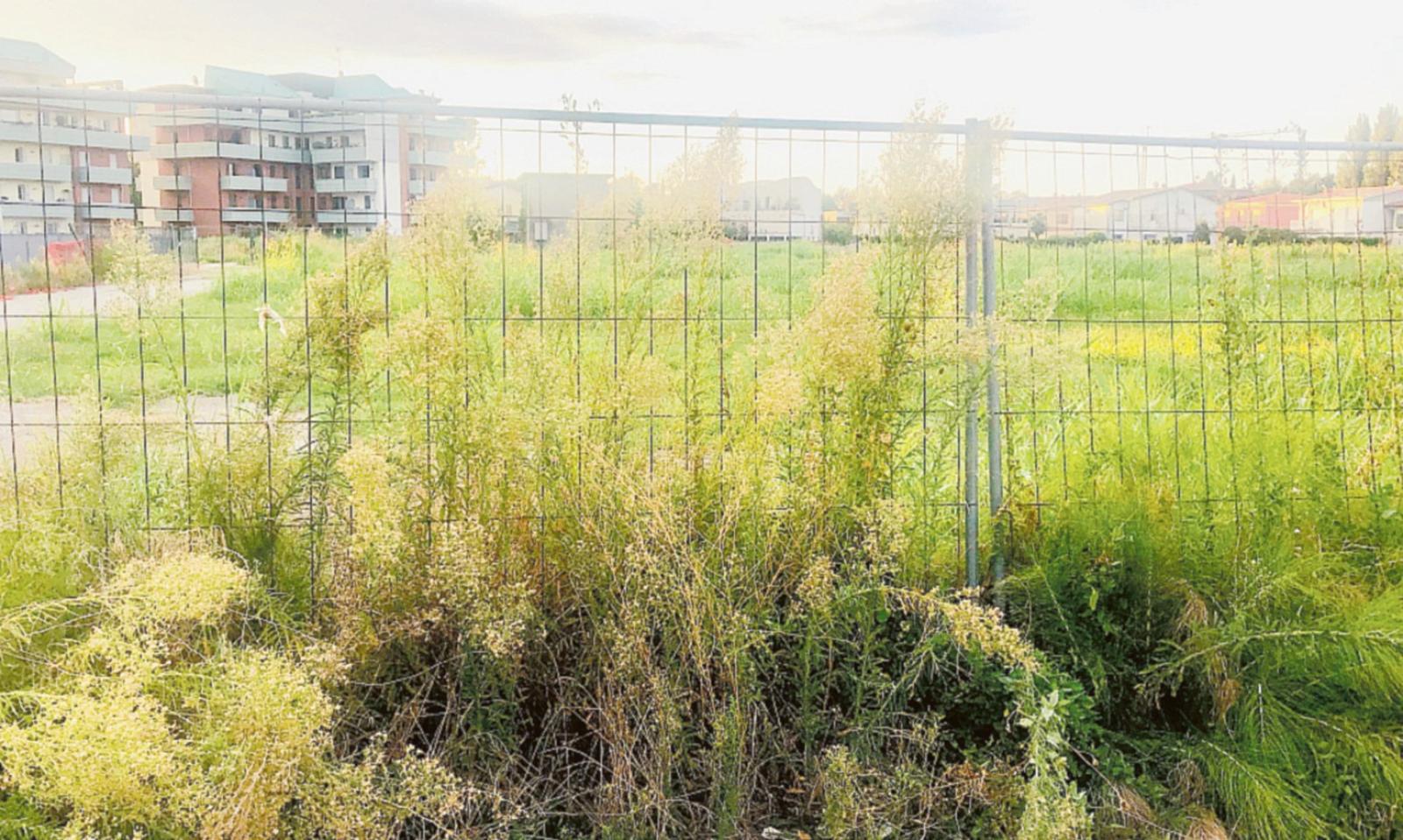 "Pericoloso focolaio di zanzare e ratti"