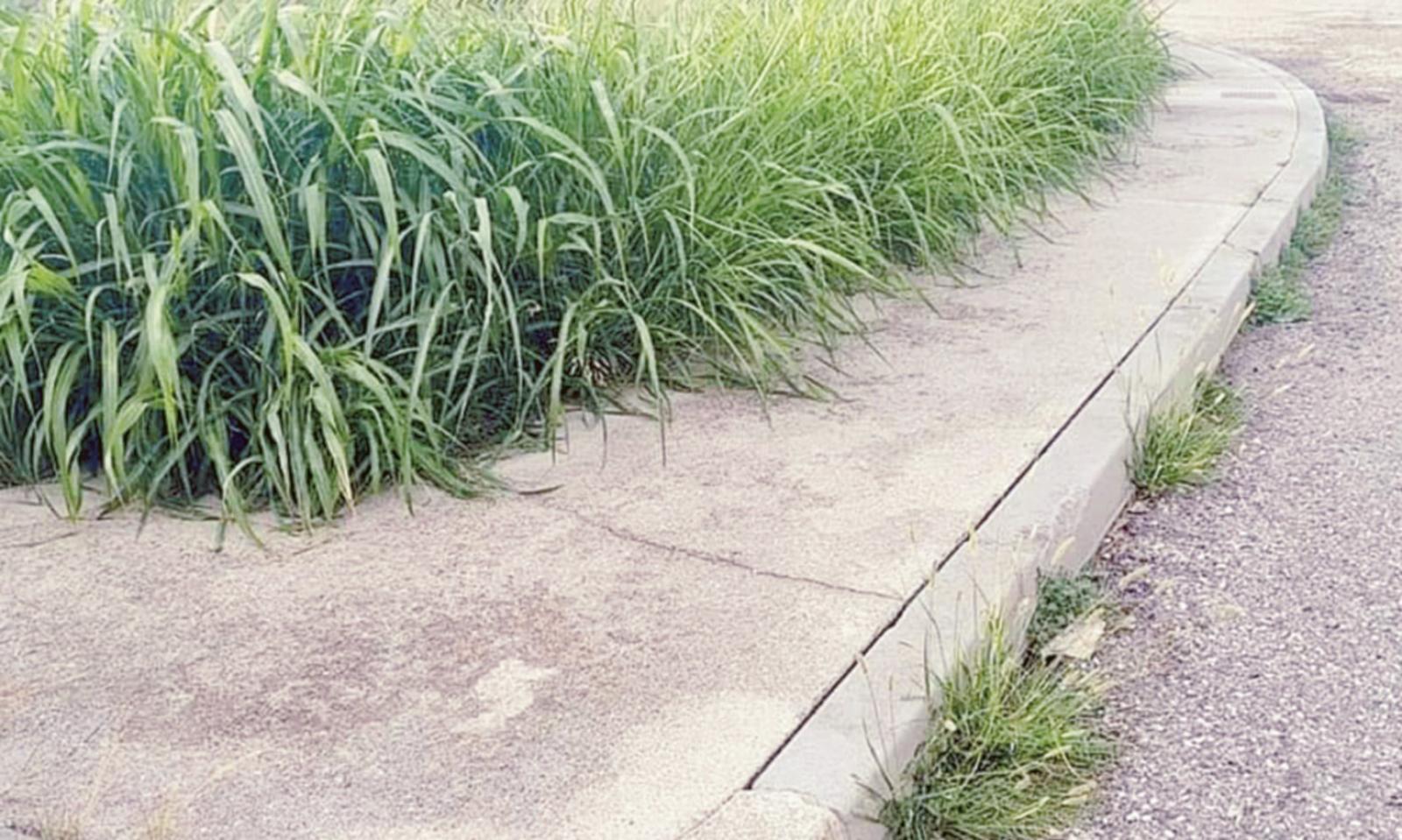 Erba alta, lavori (ancora) in corso