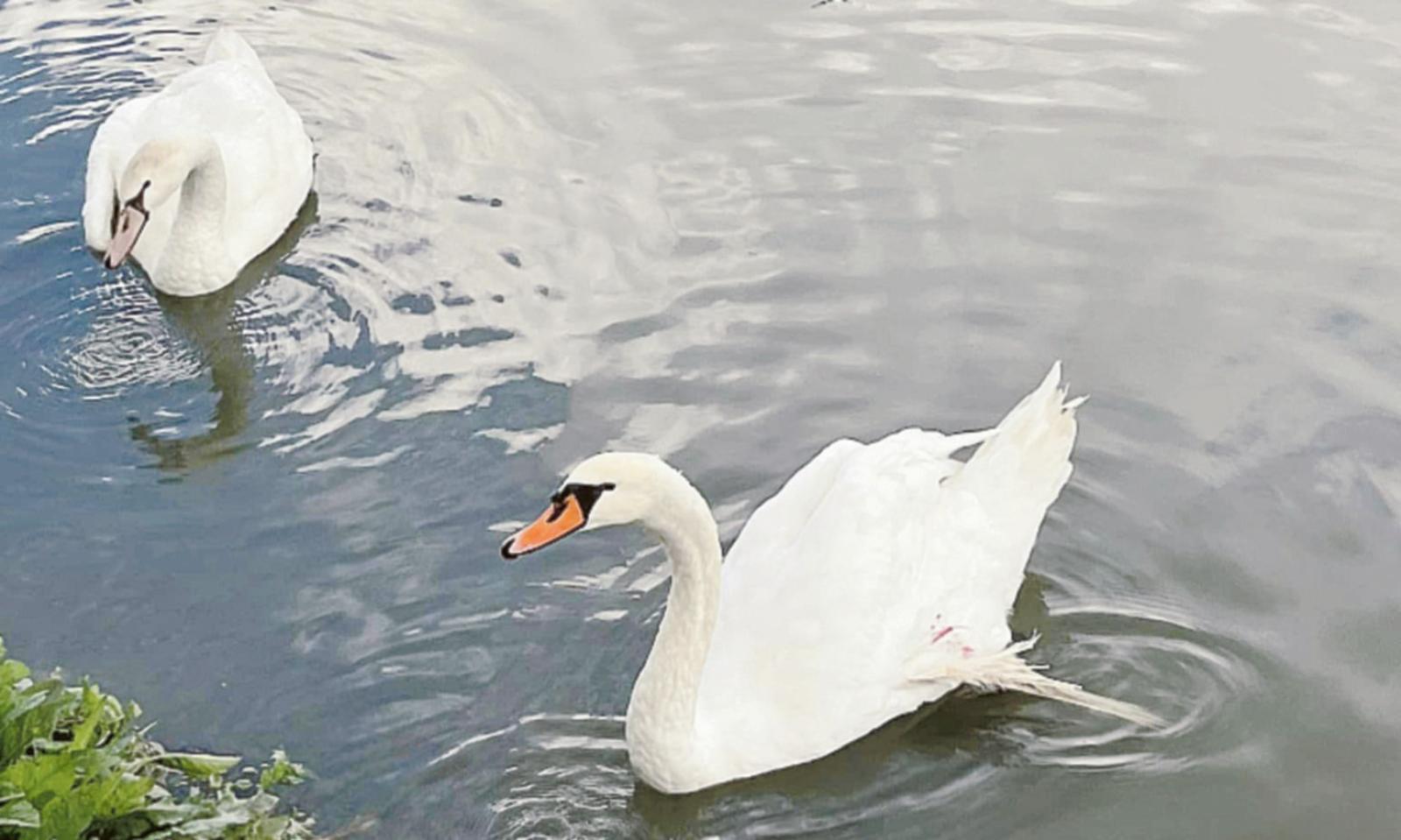 "Cigno ferito dai pescatori", si riaccende la polemica