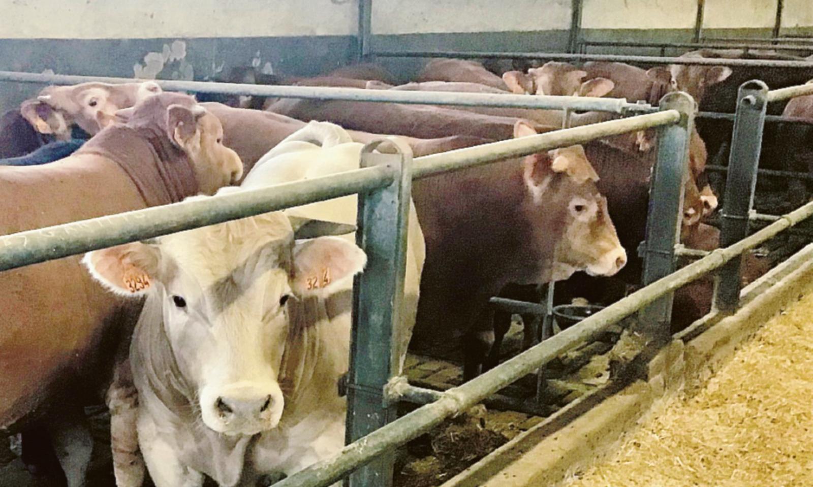 Agli allevamenti, bollette da 150mila euro al mese