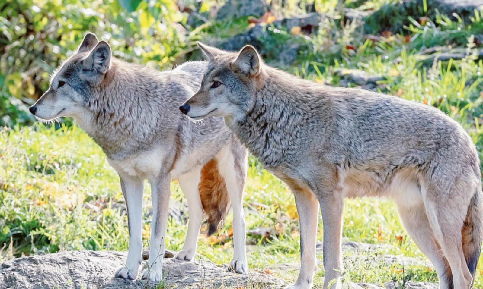 Lupi cecoslovacchi in fuga, ciclista aggredito e azzannato