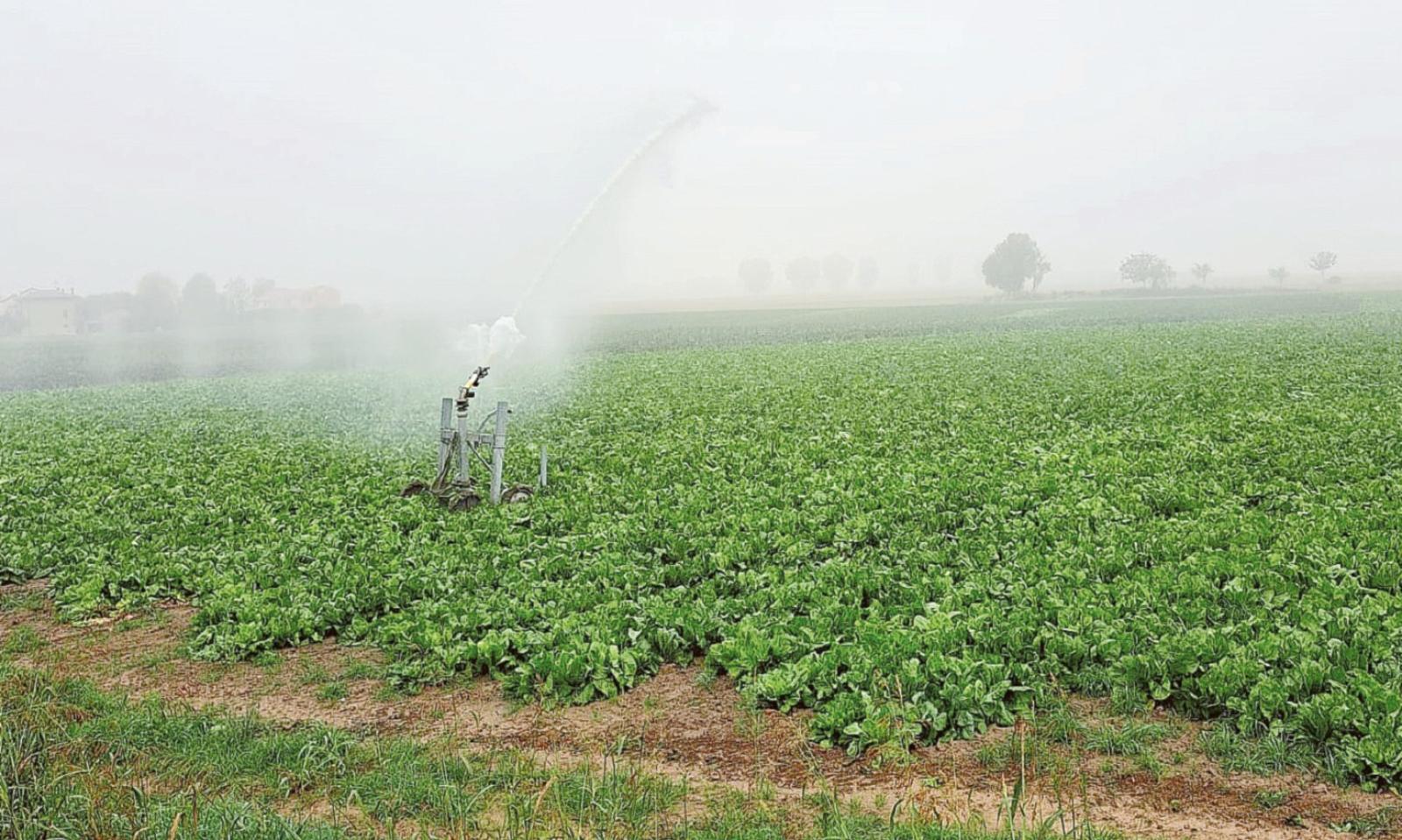La siccit&agrave; non &egrave; finita. Ed esplode il costo dei fertilizzanti