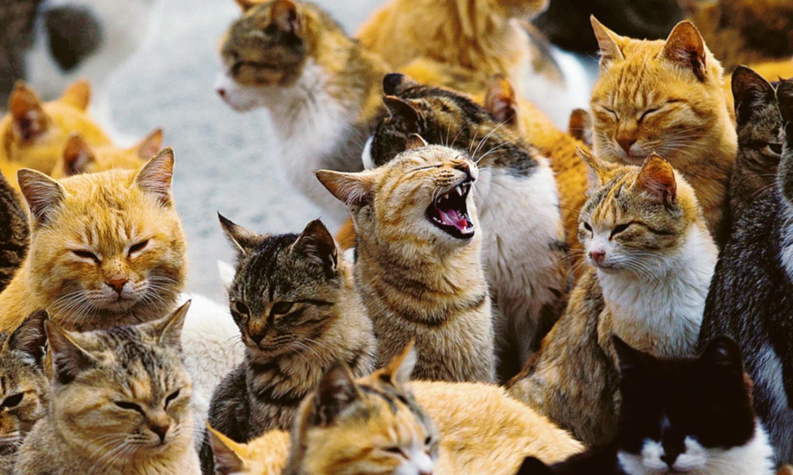 C'&egrave; un pazzo che avvelena i mici della colonia