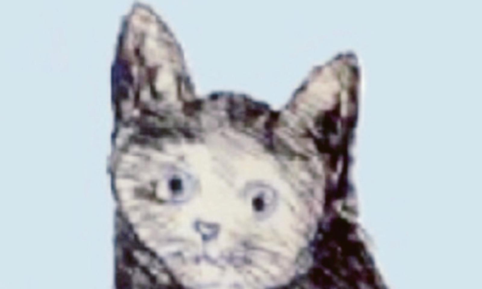 In biblioteca con Gatto Tomeo