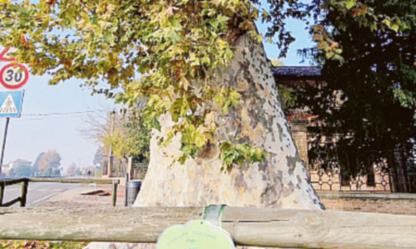 Questo albero &egrave; un vero monumento!