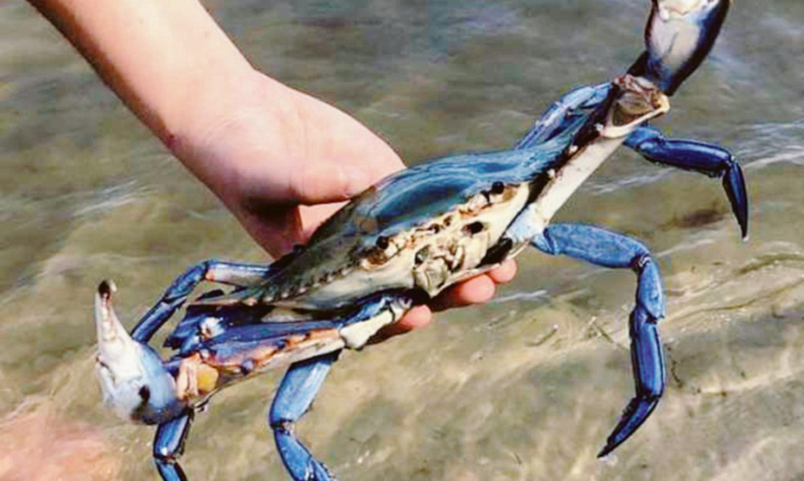 Invasi dal granchio blu: scatta il monitoraggio
