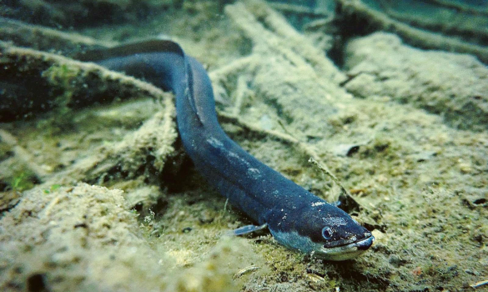 Un progetto per tutelare le anguille