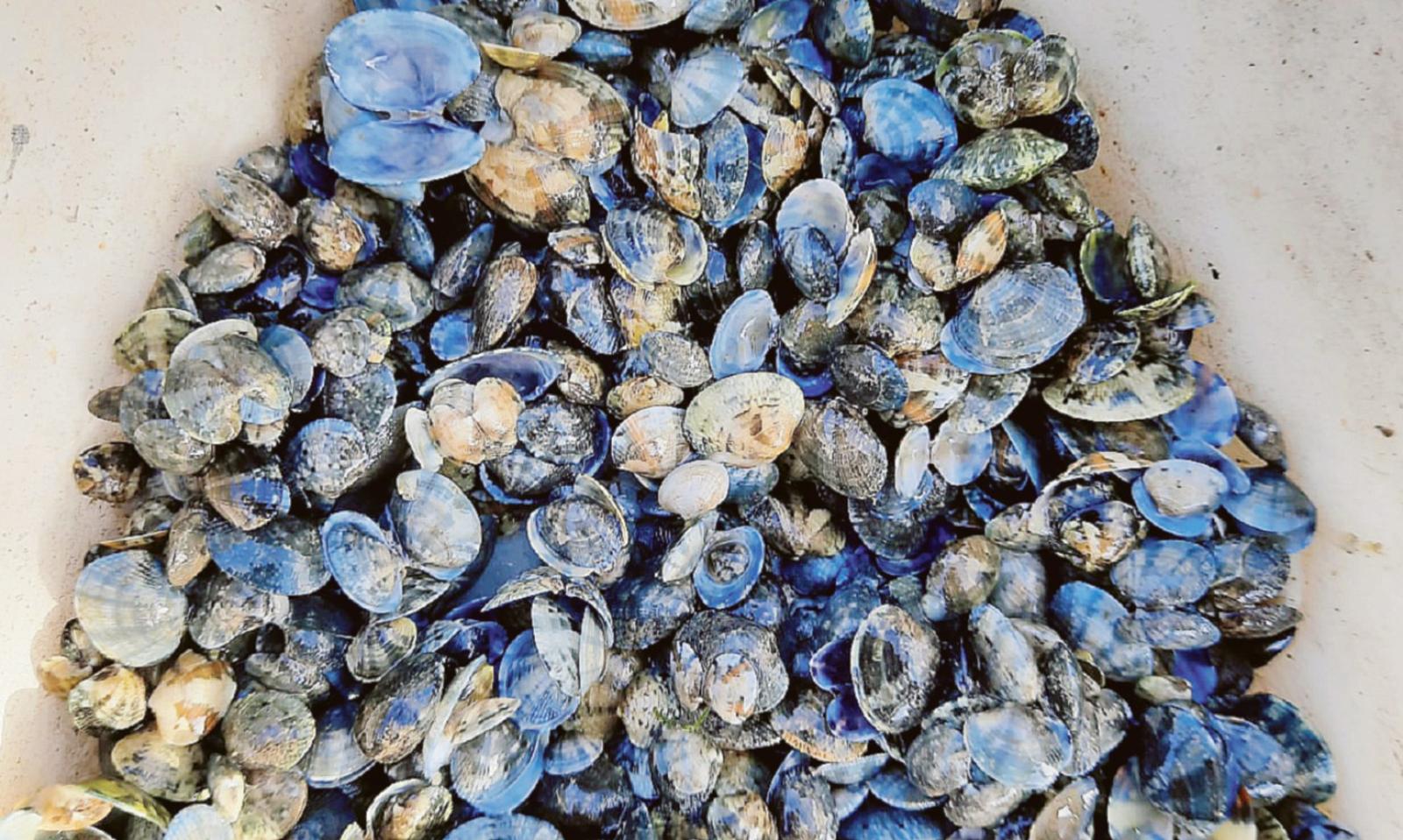 Vongole, nuova vittoria in Europa