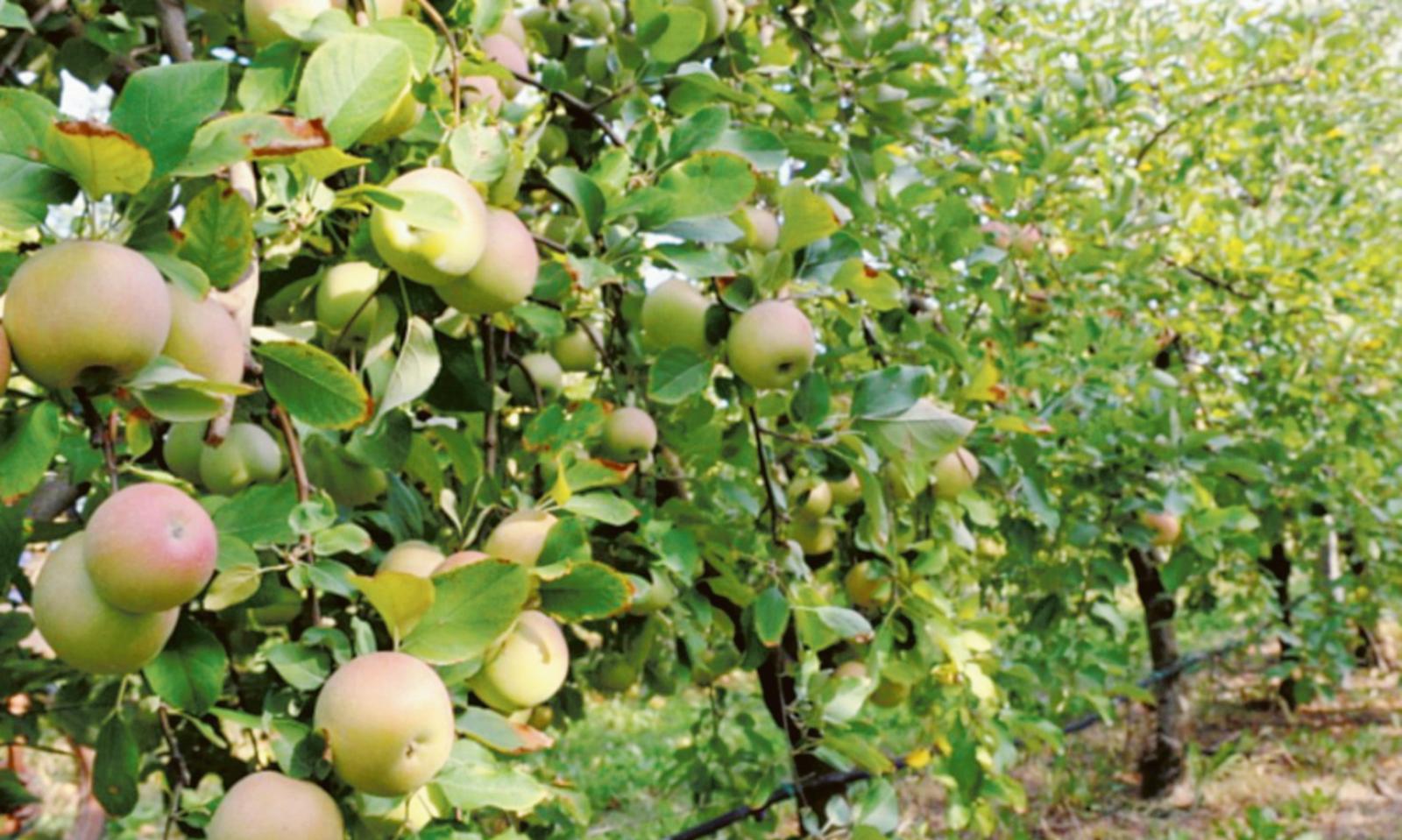 "Il forno crematorio far&agrave; chiudere i frutteti"