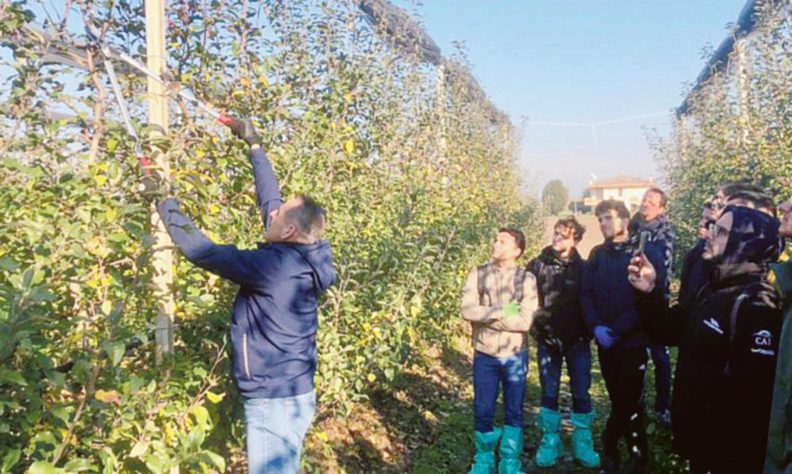 Tutti i segreti della potatura