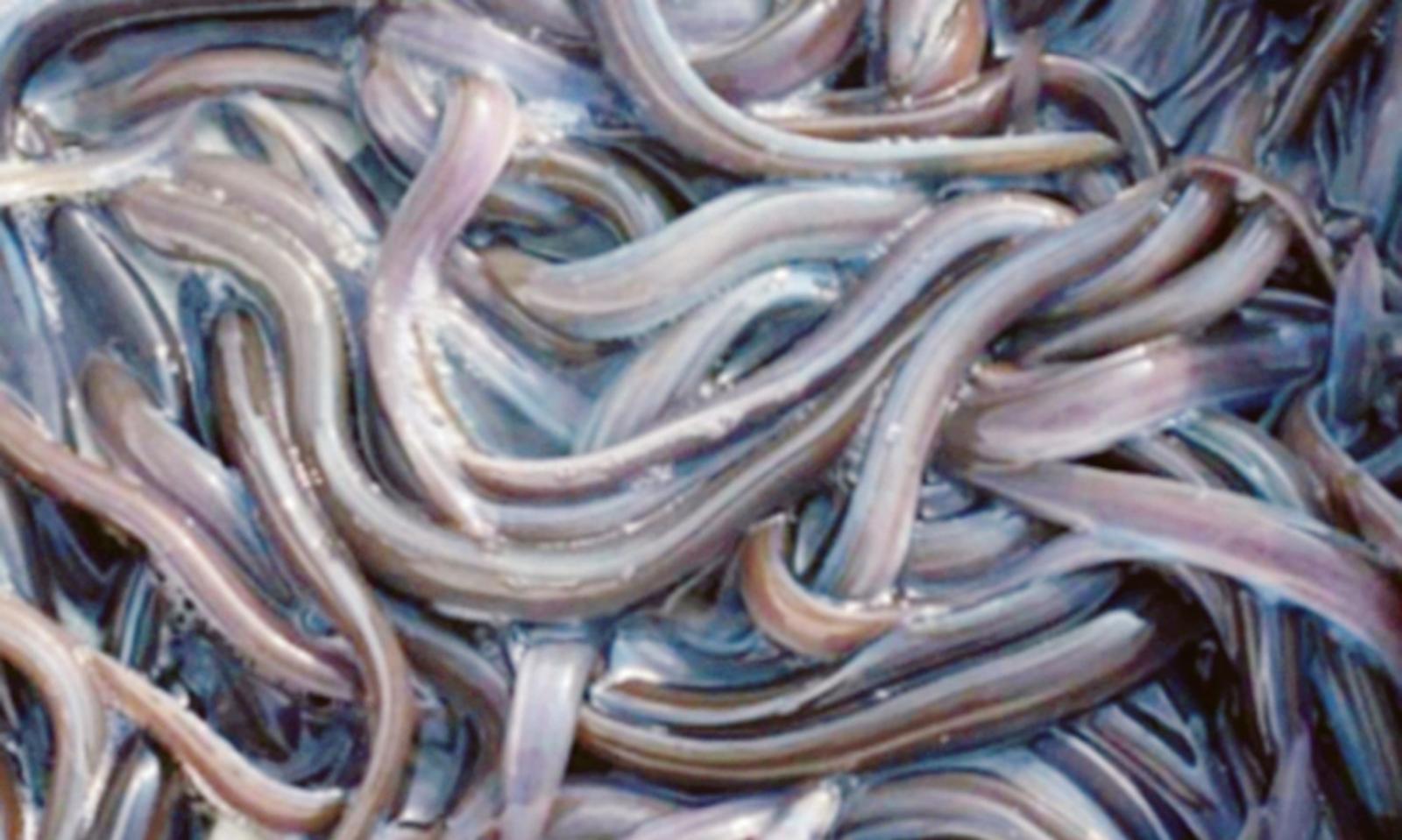 Le anguille saranno microchippate