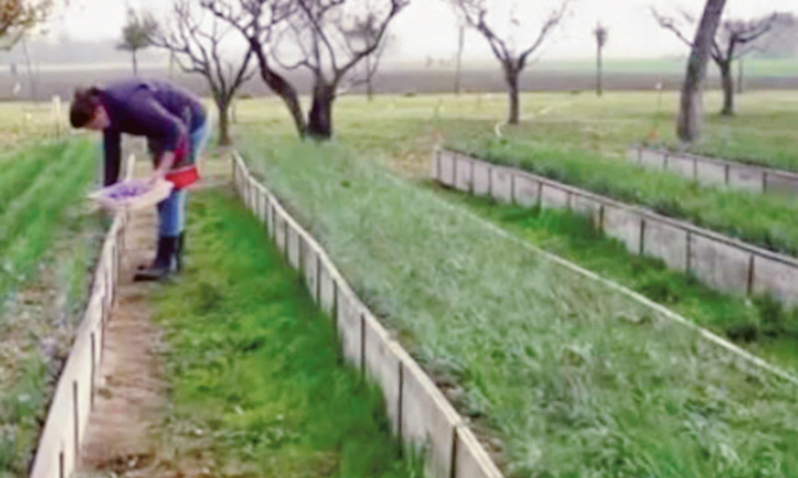 Il nostro zafferano protagonista in Tv