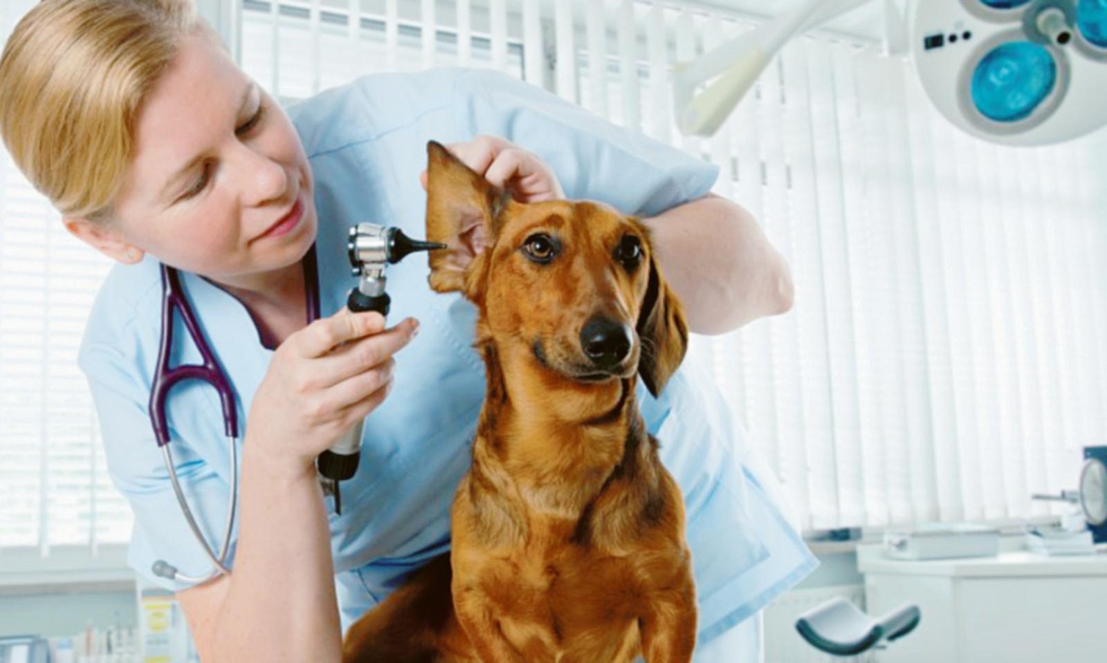 L&rsquo;ambulatorio veterinario resta senza casa
