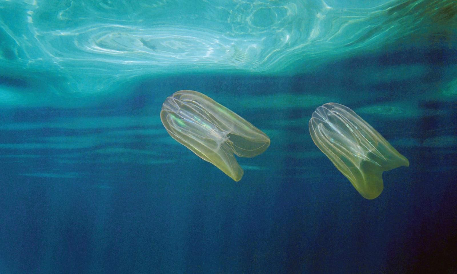 Un nuovo supernemico per le vongole