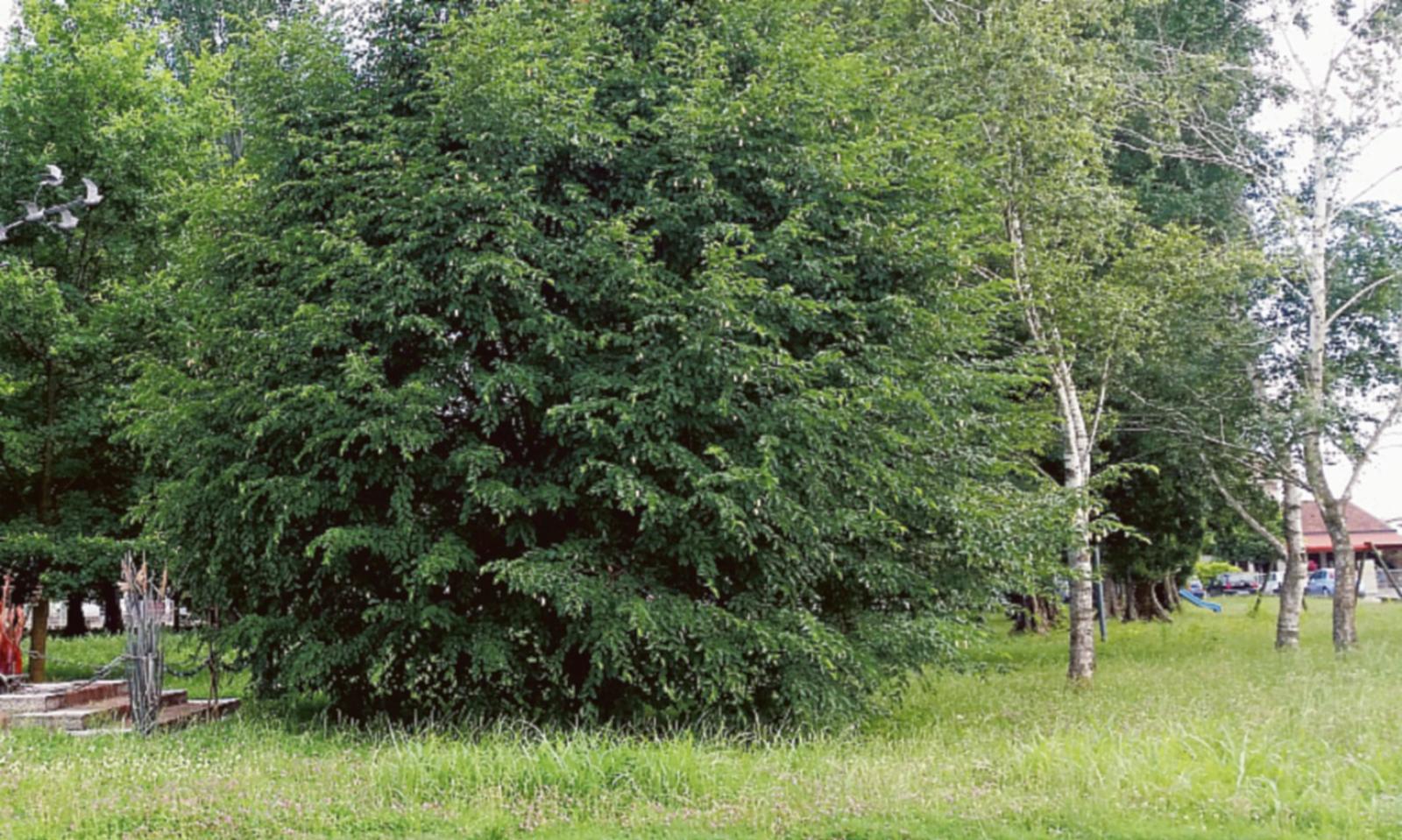 Manutenzione verde, si parte