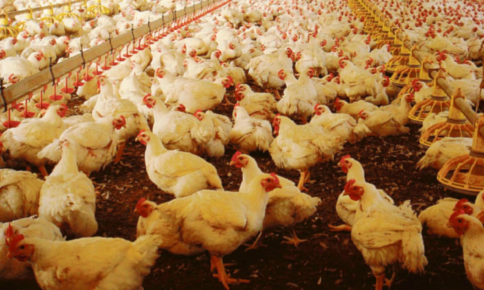 &ldquo;Una ragione in pi&ugrave; per fermare gli allevamenti&rdquo;