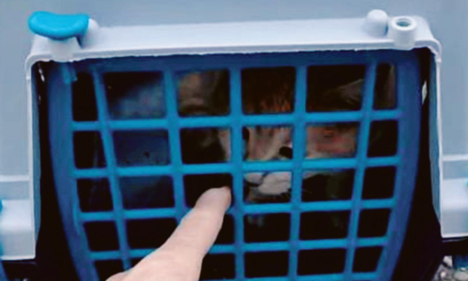 Gattino abbandonato, rabbia in citt&agrave;