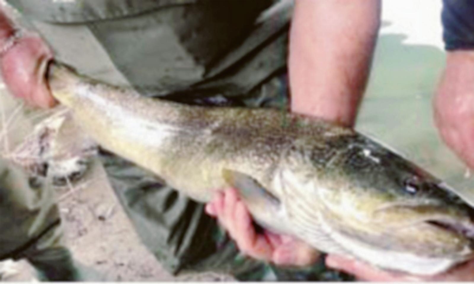 Sette specie da salvare