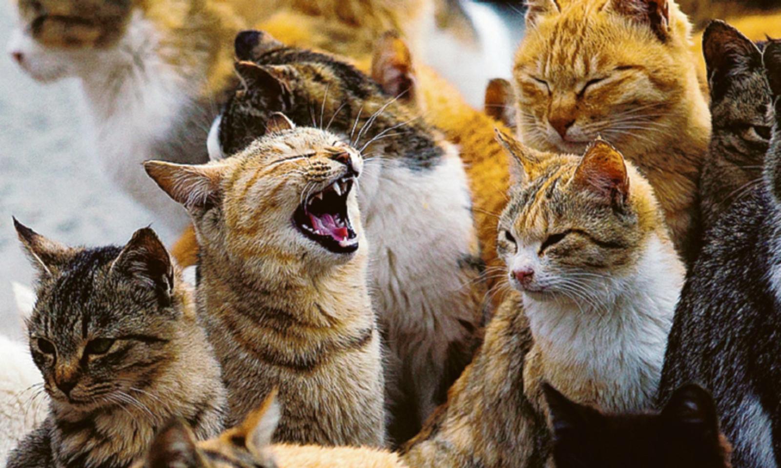 Ripristinata la casetta per i gatti