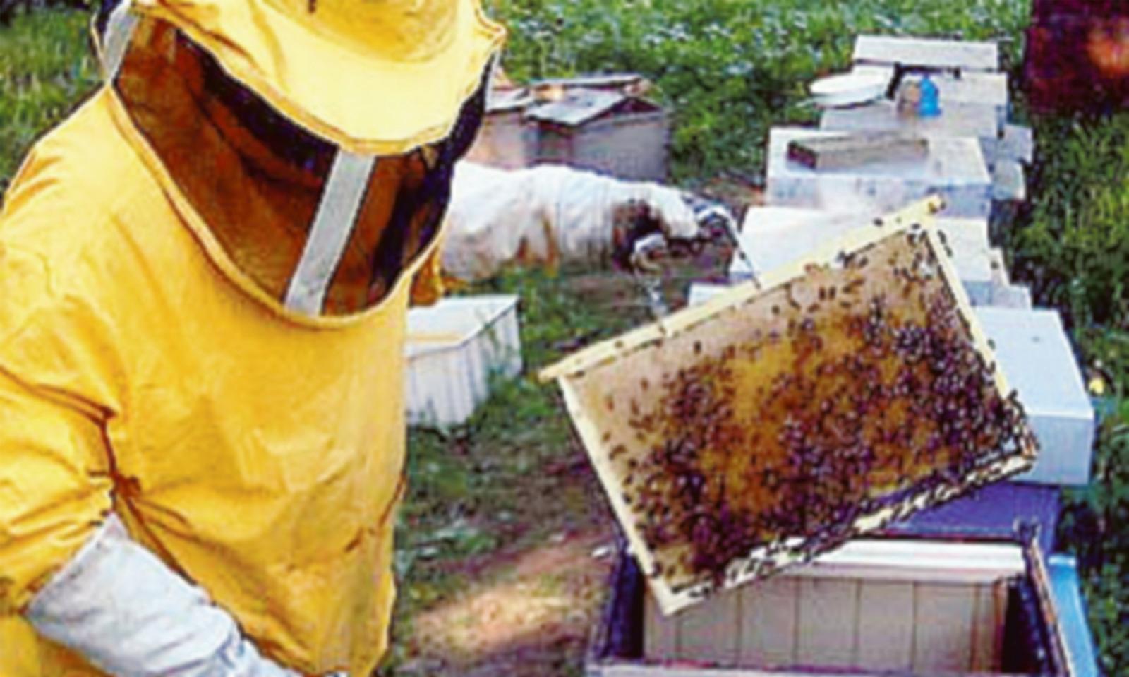 Corso di apicoltura al via