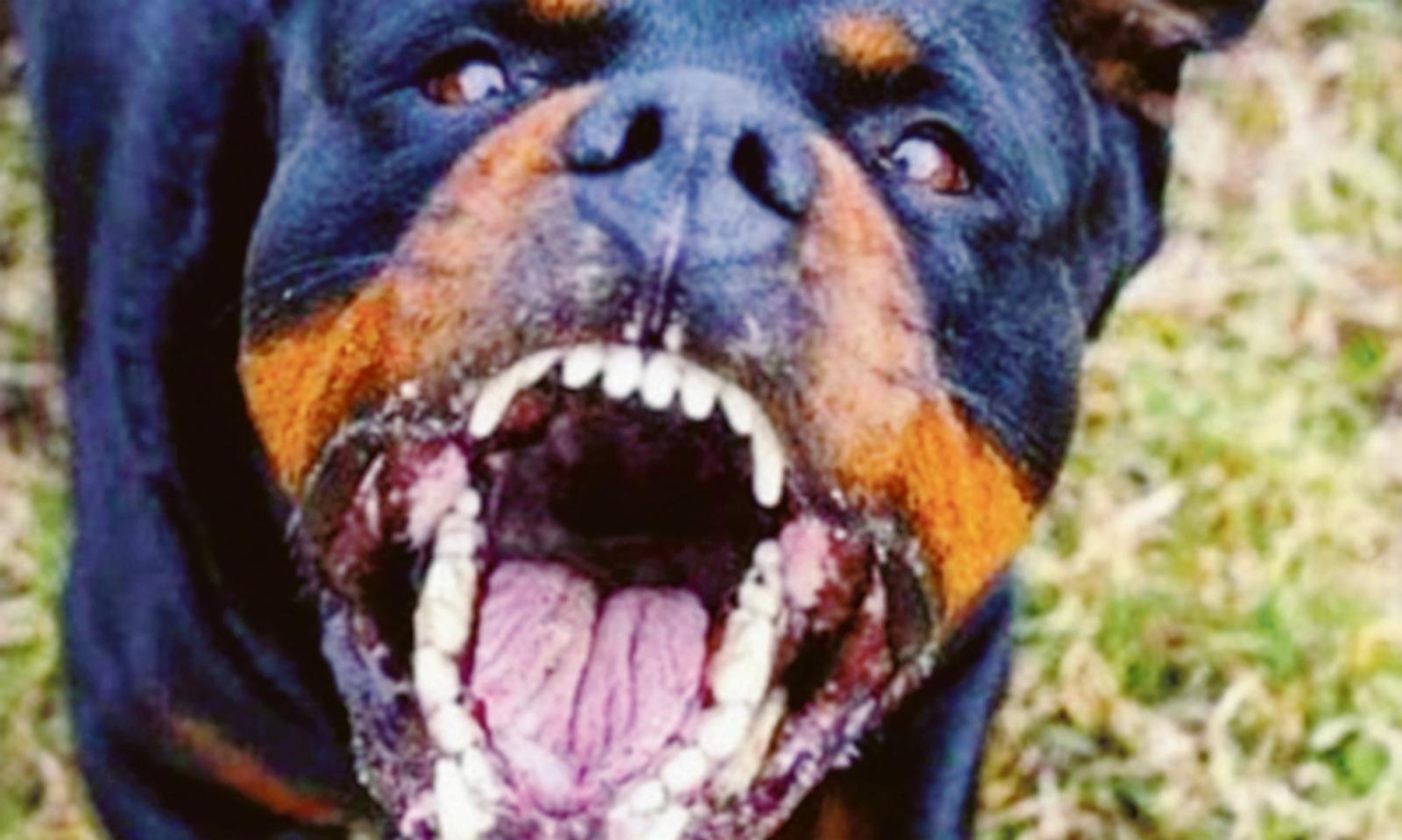 Aggredita da un Rottweiler, si salva all&rsquo;ultimo