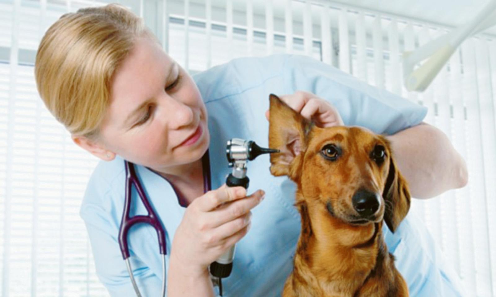 Veterinario, riapre l&rsquo;ambulatorio