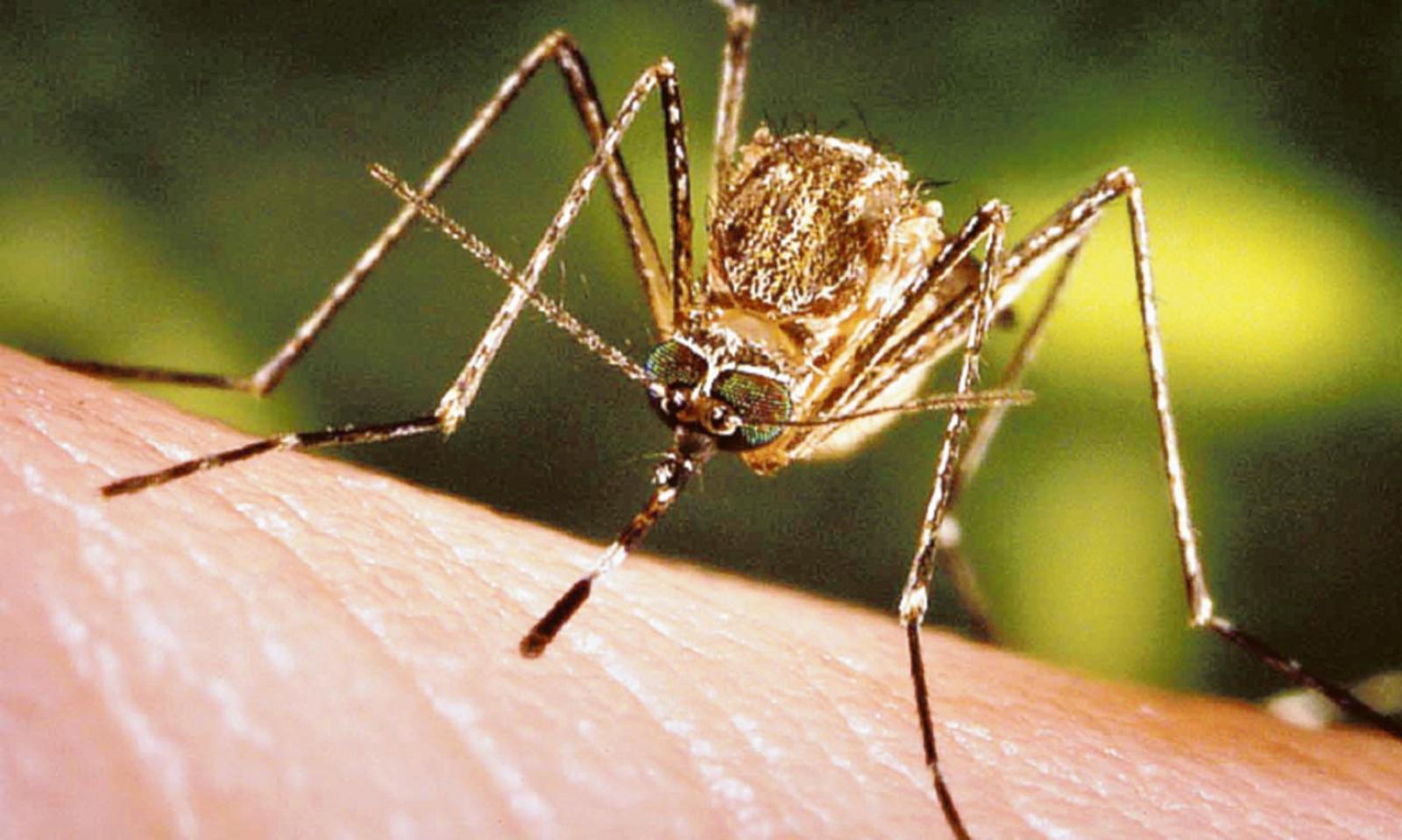 Zanzare, si riparte con la lotta