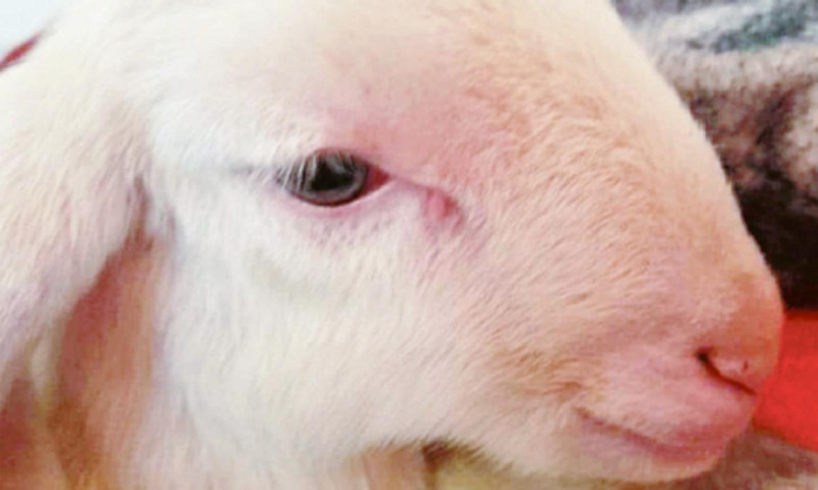 Salvati dal macello, gli agnellini hanno una nuova casa