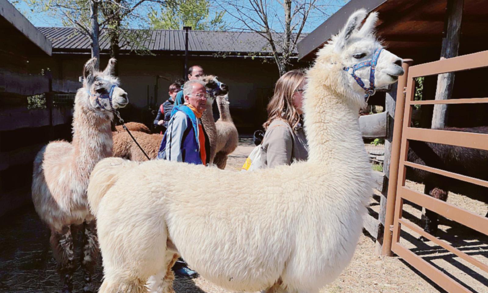 Lama e alpaca, fascino all&rsquo;aria aperta