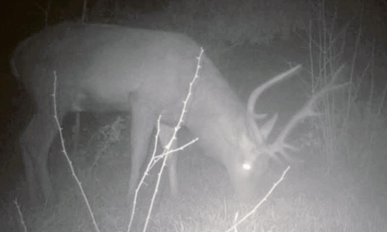 A Bosco Nordio avvistato un cervo intento a brucare