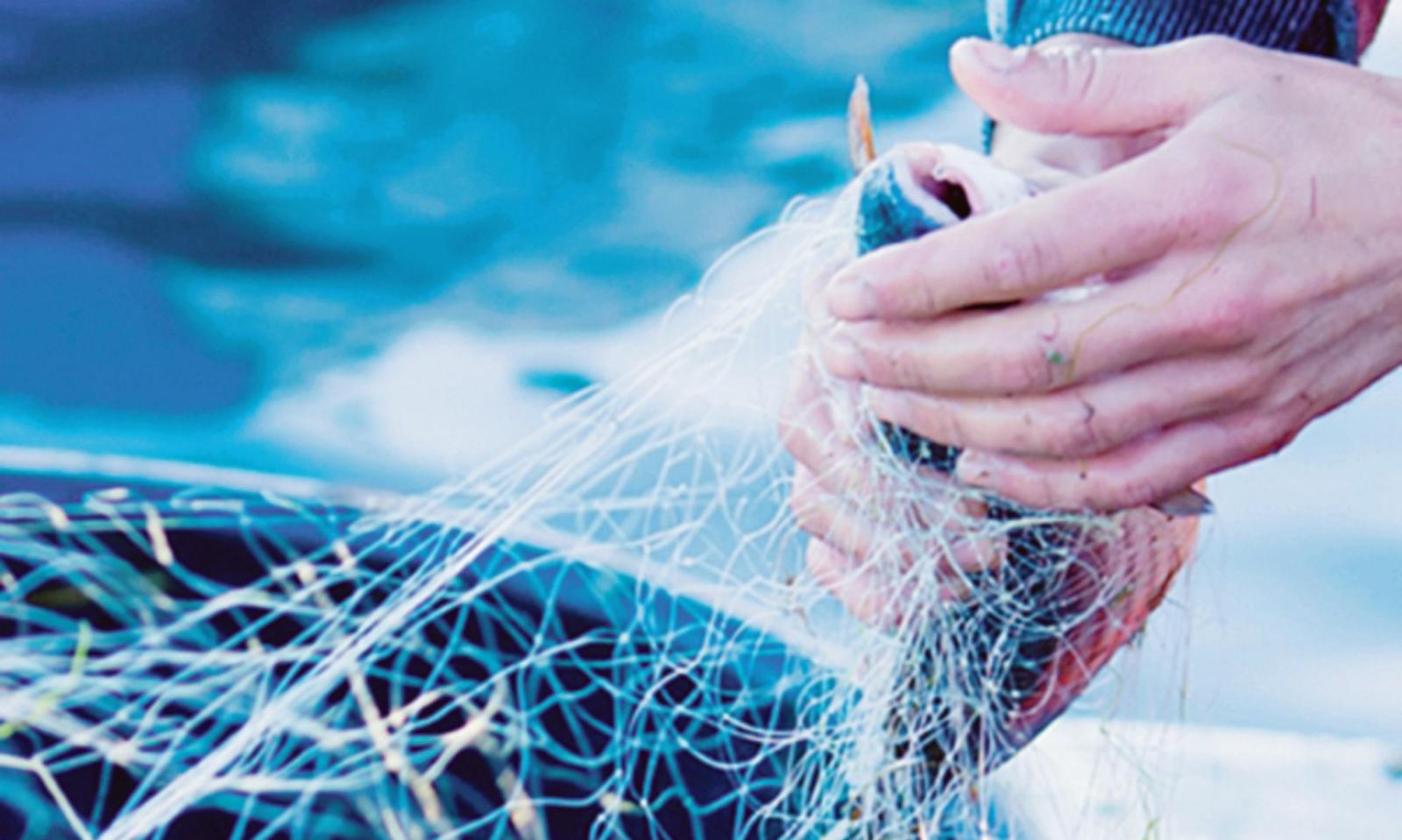 Come diventare pescatori green per formare i futuri operatori