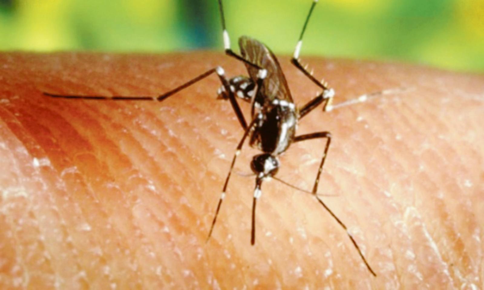 Parte la lotta contro le zanzare