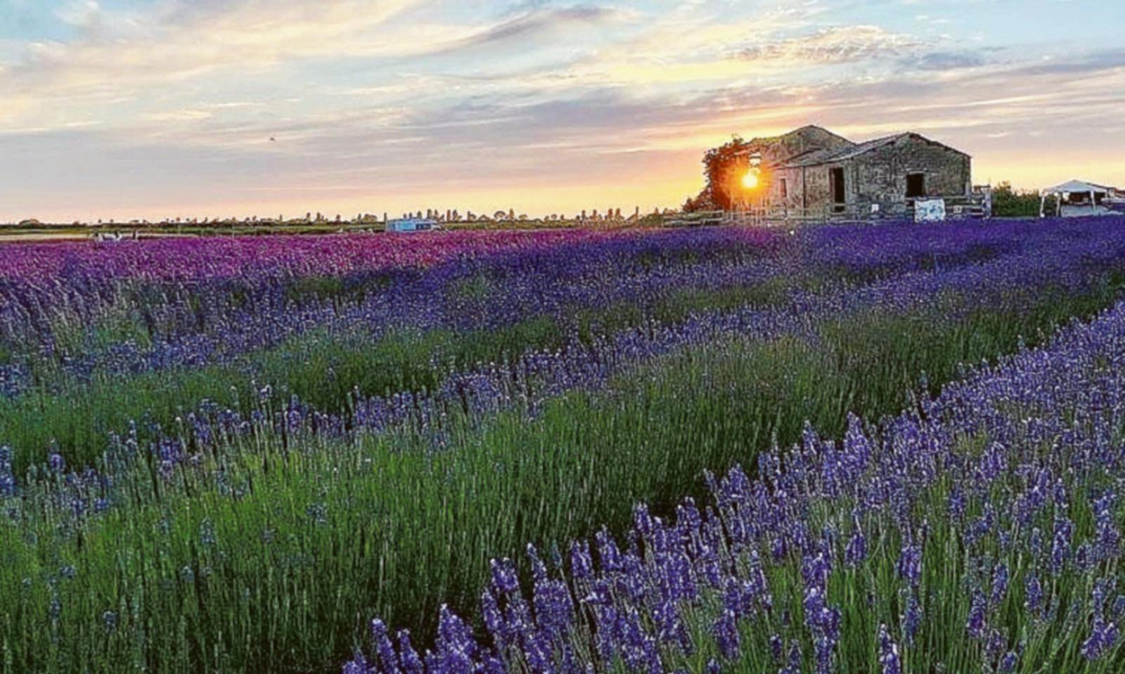 Tra la lavanda, pace e magia