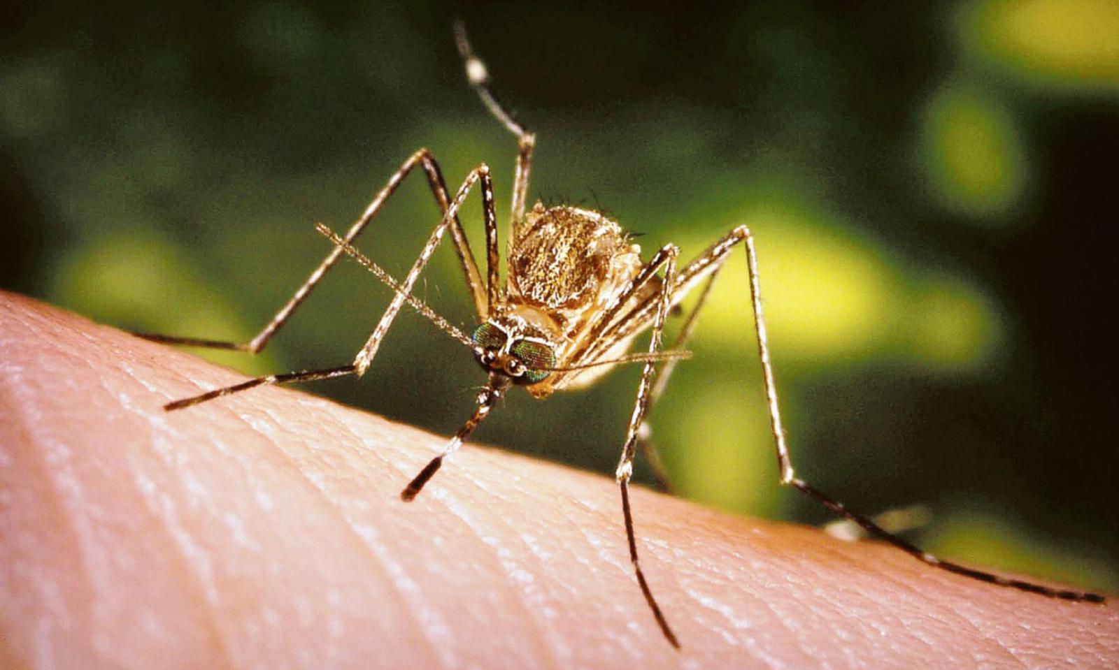 Allarme: "Le zanzare sono triplicate"