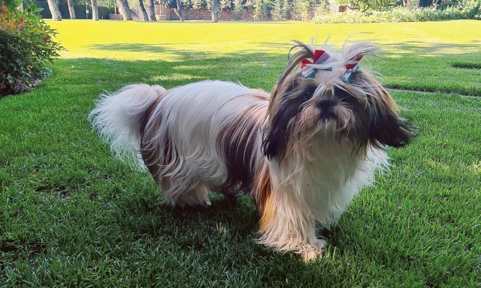 "Silvio sceglieva qui i suoi cani"