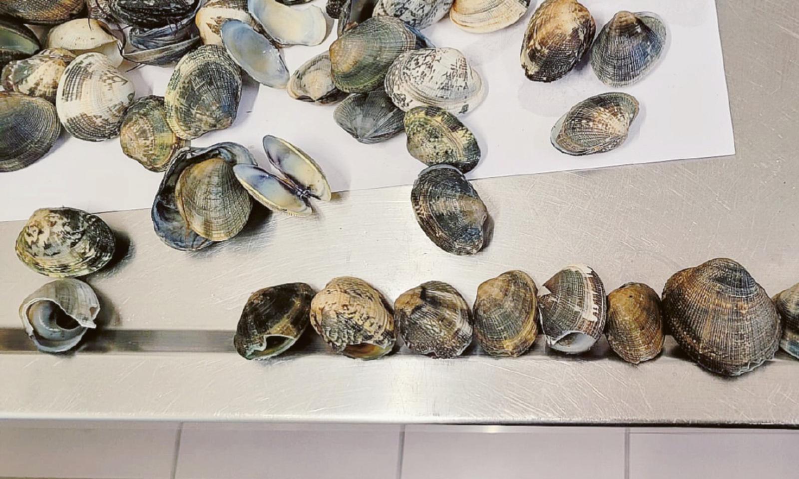 "Disastro al Canarin: persa l'intera produzione"